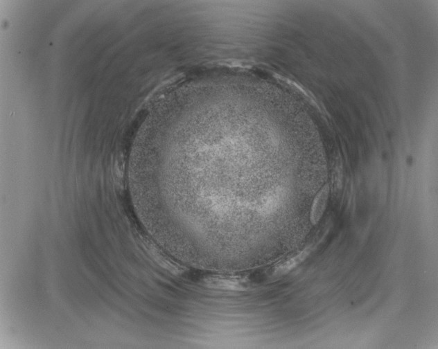 X0000081560661200701291151