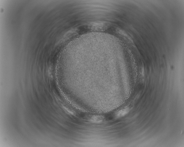 X0000081560663200701291151