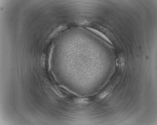 X0000081560664200701291151