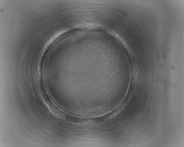 X0000081560674200701291150