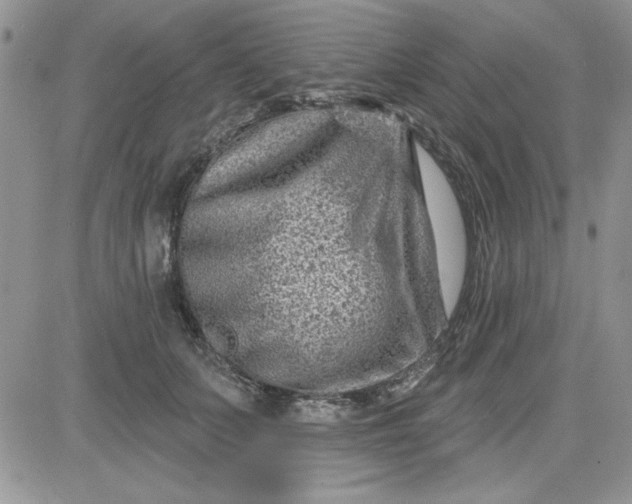 X0000081560703200701291150