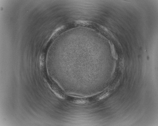 X0000081560708200701291150