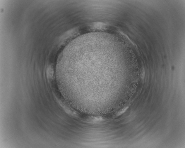 X0000081560715200701291150