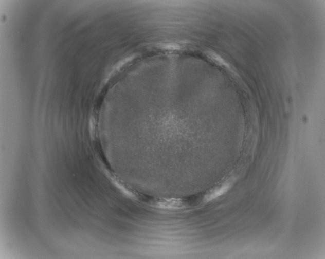 X0000081560720200701291149