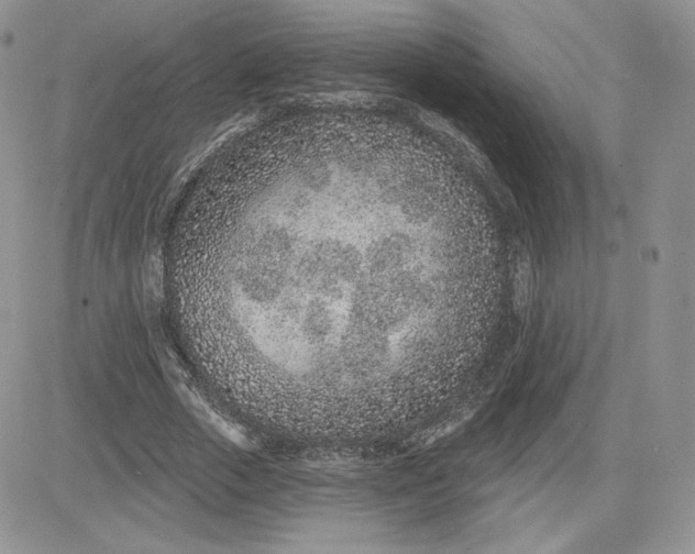 X0000081560729200701291149