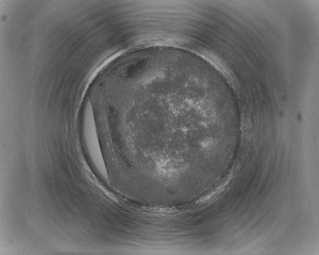 X0000081560790200701291148