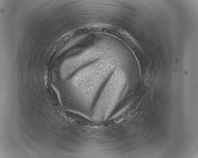 X0000081560821200701291147