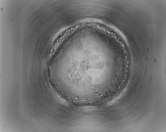 X0000081560953200701291146