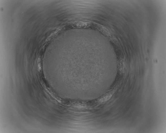 X0000081560962200701291145