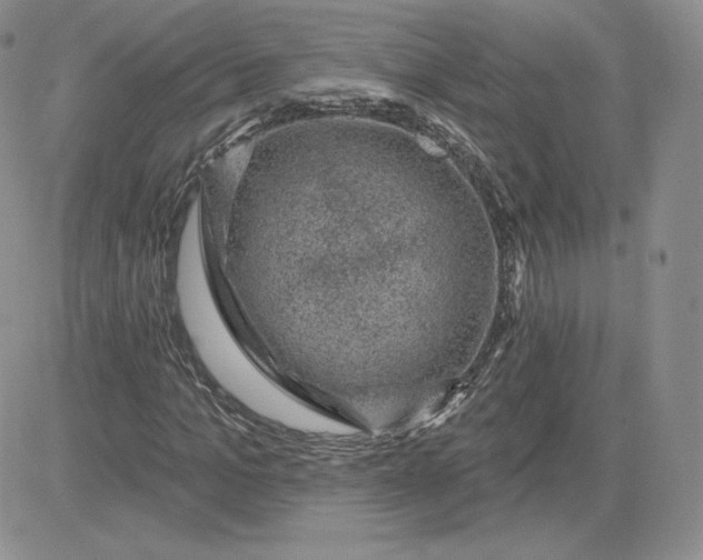 X0000081560965200701291145