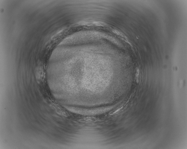 X0000081560966200701291145