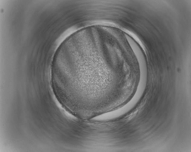 X0000081560999200701291145