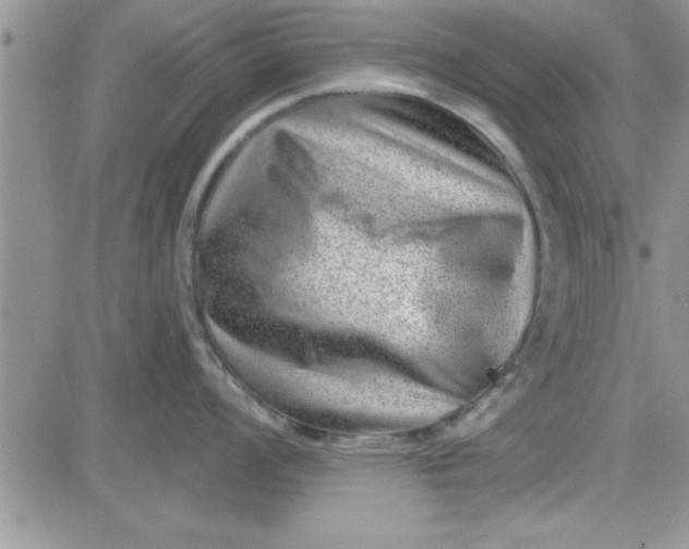 X0000081561008200701291145