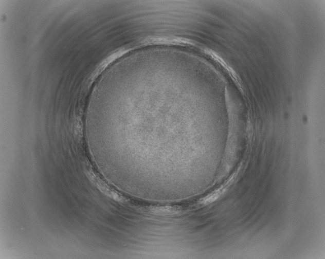 X0000081561025200701291144