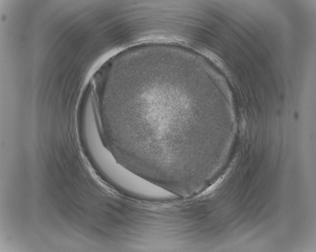 X0000081561030200701291144