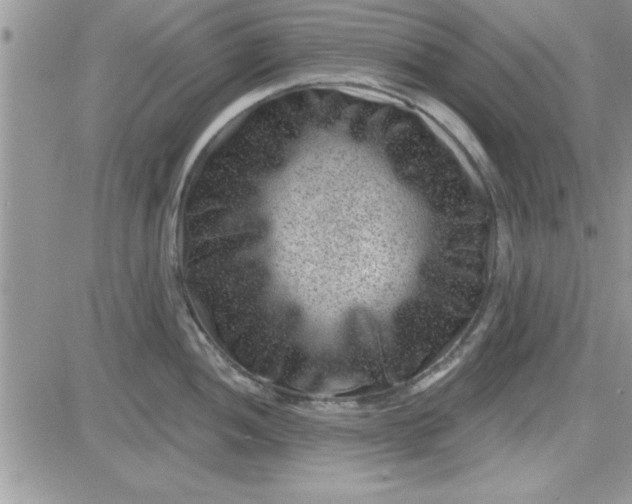 X0000081561052200701291145