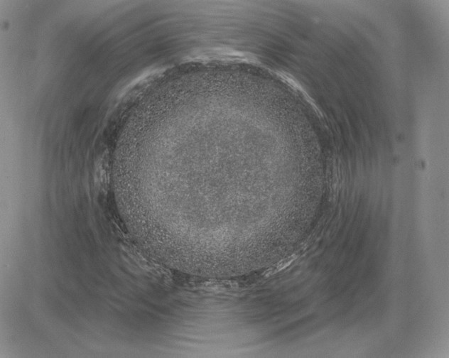 X0000081561063200701291144