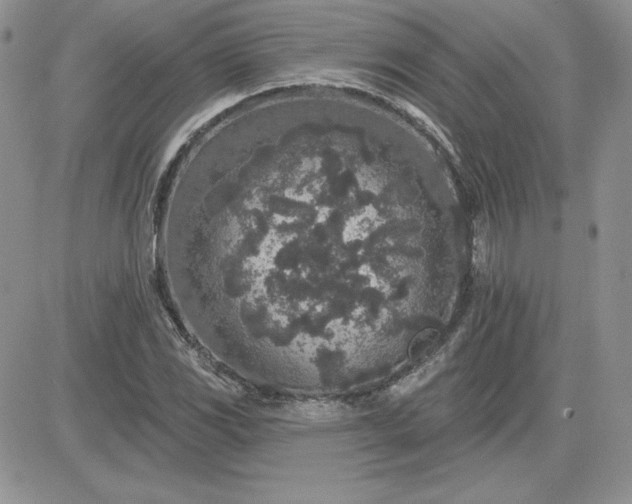 X0000081561117200701291143