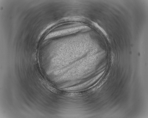 X0000081561166200701291142