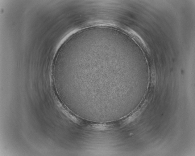 X0000081561182200701291142