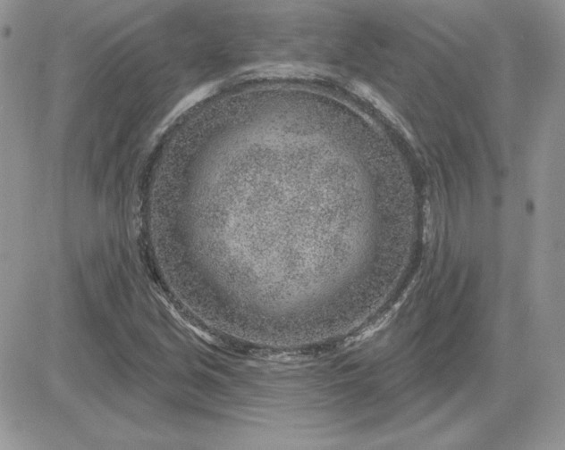 X0000081561213200701291141