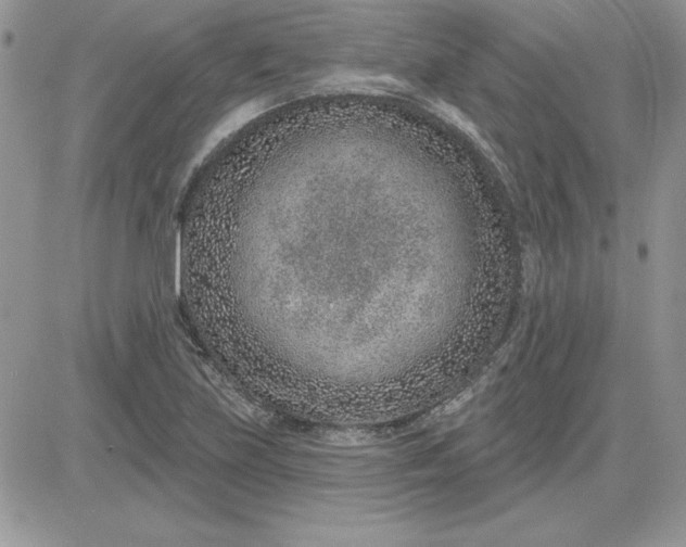 X0000081561219200701291141