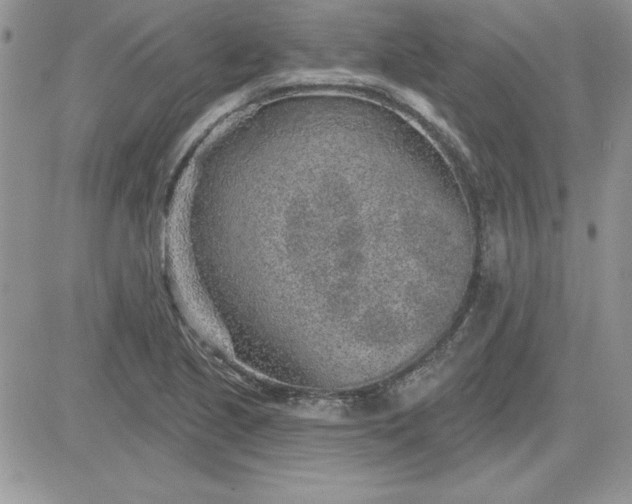 X0000081561221200701291141