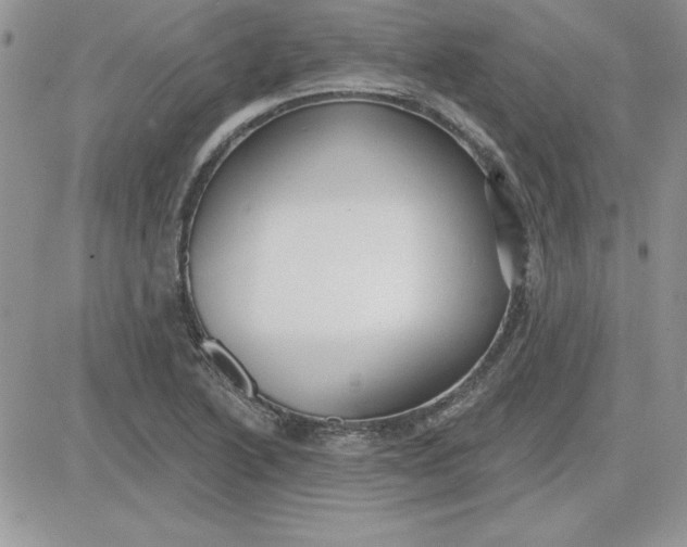 X0000081561222200701291141