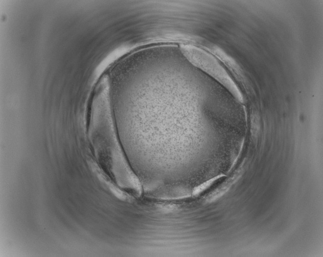 X0000081561230200701291141