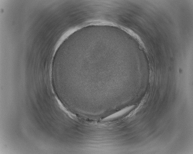 X0000081561231200701291141