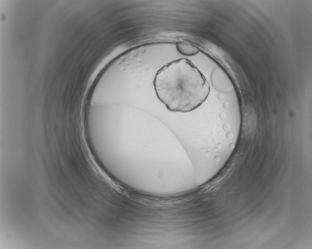 X0000081561235200701291141