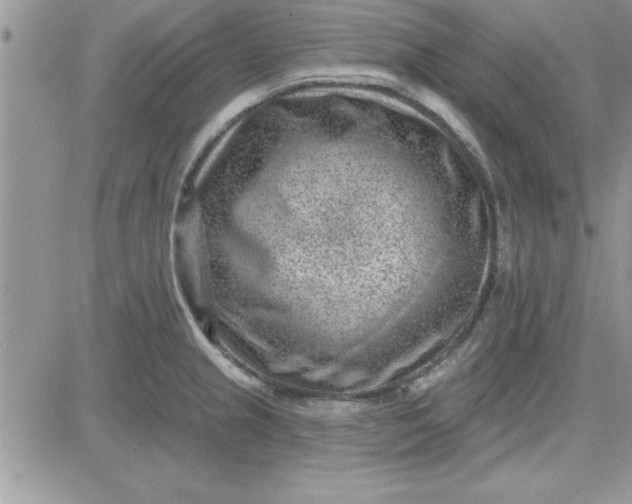 X0000081561237200701291141