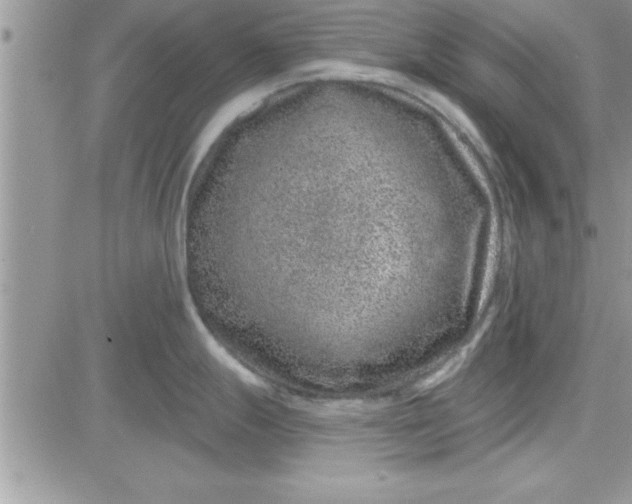 X0000081561247200701291142