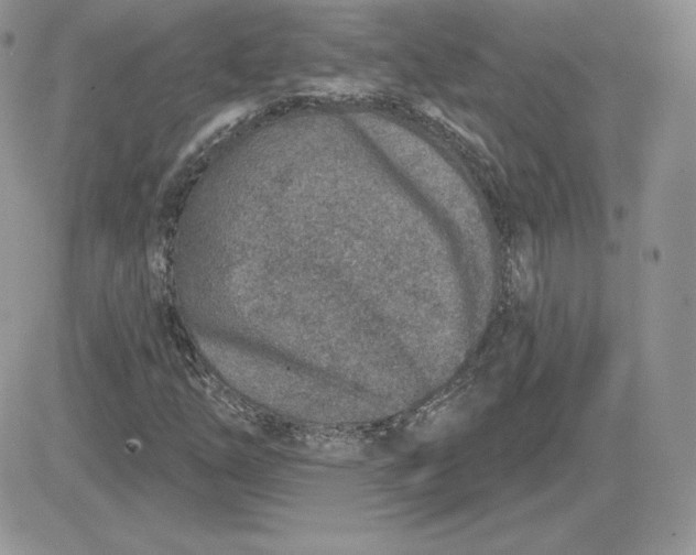 X0000081561254200701291141