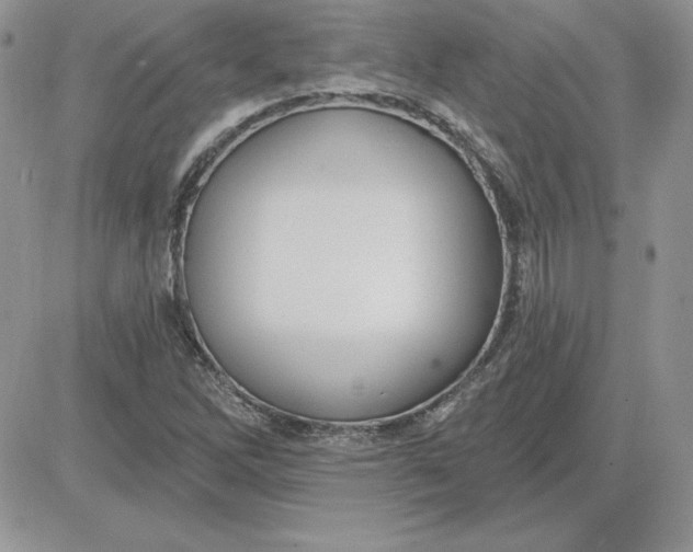 X0000081561262200701291141