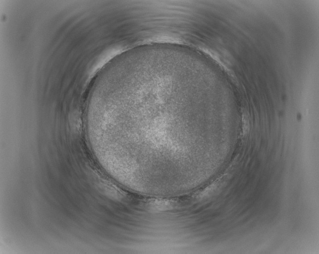 X0000081561266200701291141