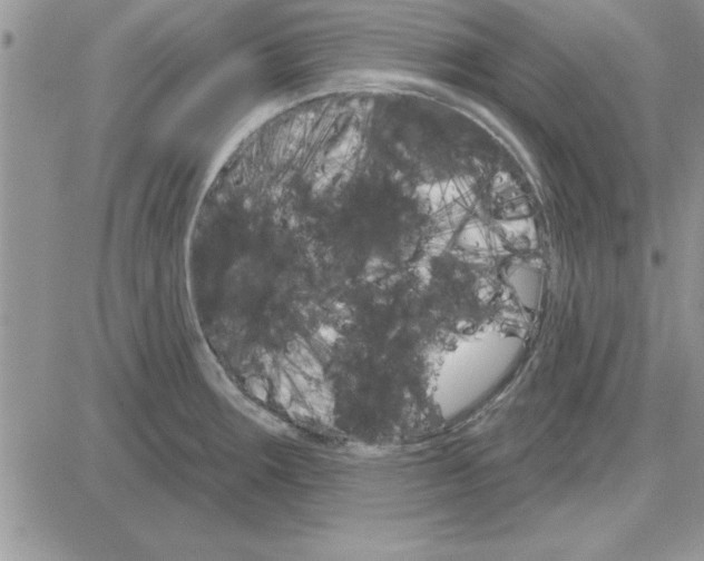 X0000081561283200701291140