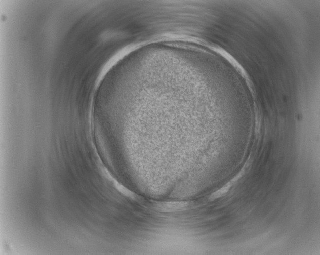 X0000081561294200701291140