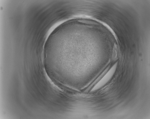 X0000081561295200701291140