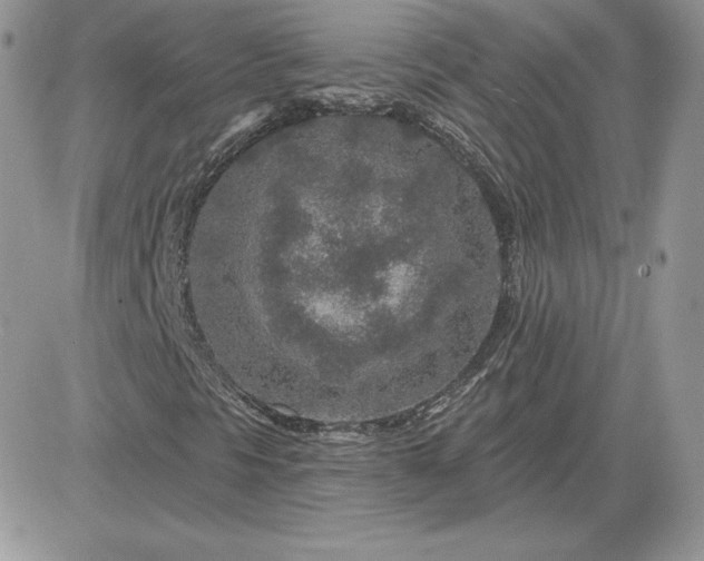 X0000081561297200701291139