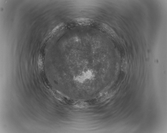 X0000081561298200701291139