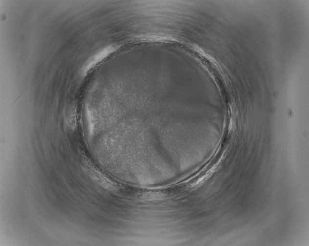 X0000081561306200701291139