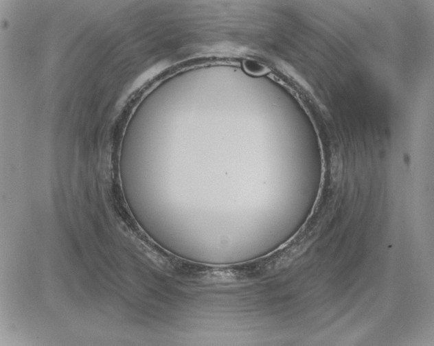 X0000081561315200701291140