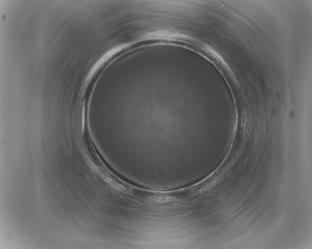 X0000081561323200701291140