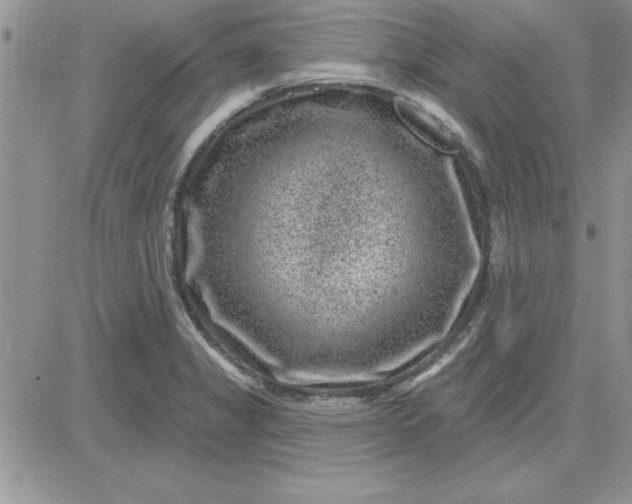 X0000081561325200701291140