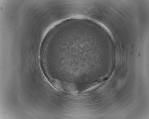 X0000081561327200701291140