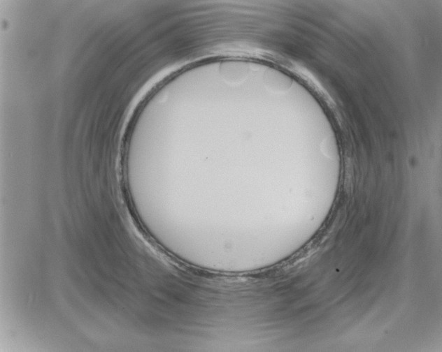 X0000081561331200701291140