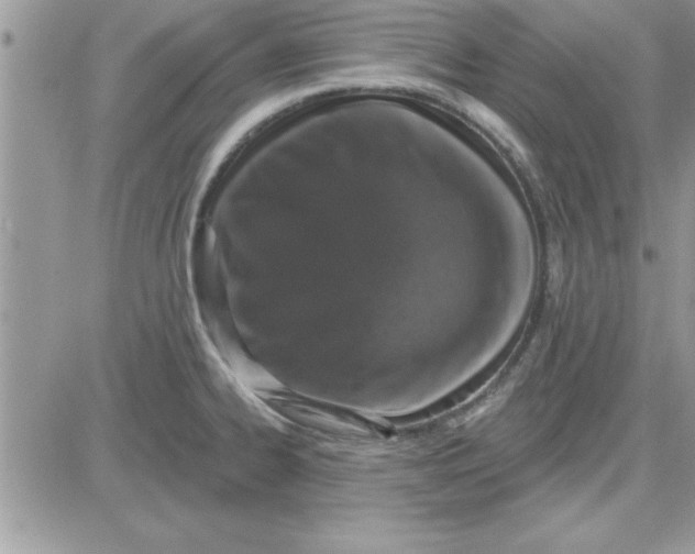 X0000081561334200701291140