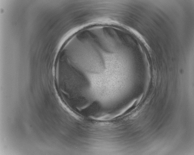 X0000081561335200701291140