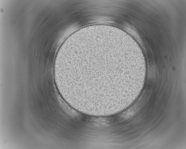 X0000081561338200701291140